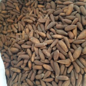 premium pine nuts (chilghoza) – fresh organic chilgoza nuts | luxury healthy dry fruits