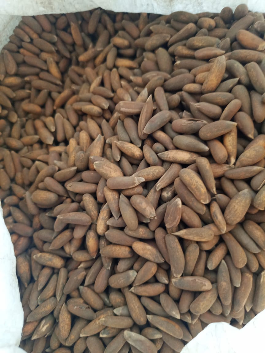 premium pine nuts (chilghoza) – fresh organic chilgoza nuts | luxury healthy dry fruits premium pine nuts (chilghoza) – fresh organic chilgoza nuts | luxury healthy dry fruits